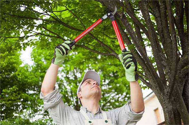 Truckee Tree Service Pros